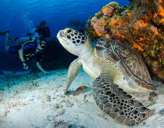 A scuba diver under water in the background looking at a large turtle in the foreground
