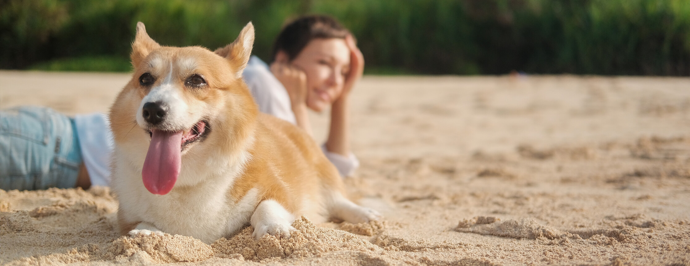 A corgi lays on the sand with its tongue out in front of a woman.