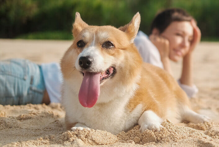 A corgi lays on the sand with its tongue out in front of a woman.