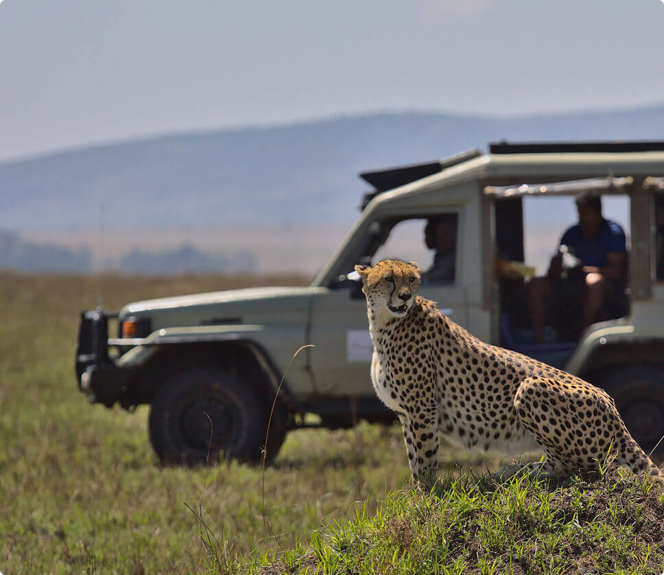 Leopard Viewing Safari